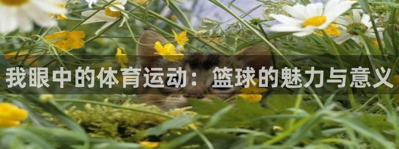 凯发官网下载娱乐：我眼中的体育运动：篮球的魅力与意义