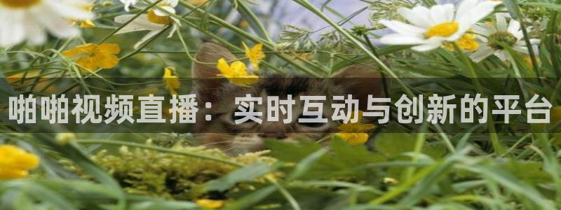 24直播视频：啪啪视频直播：实时互动与创新的平台